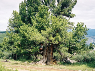 Altaj- Pinus cembra